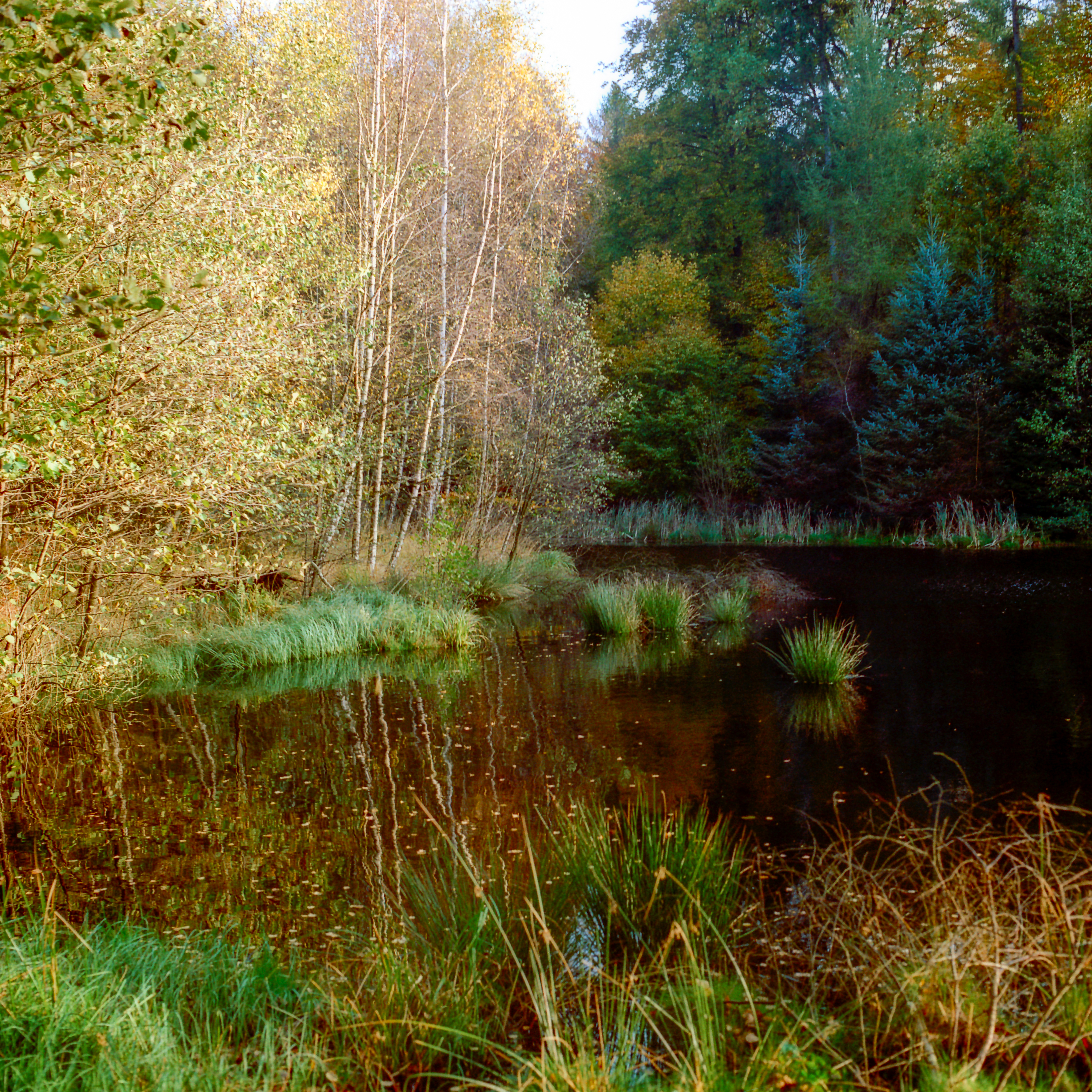 Silbersee im Lärchenwald