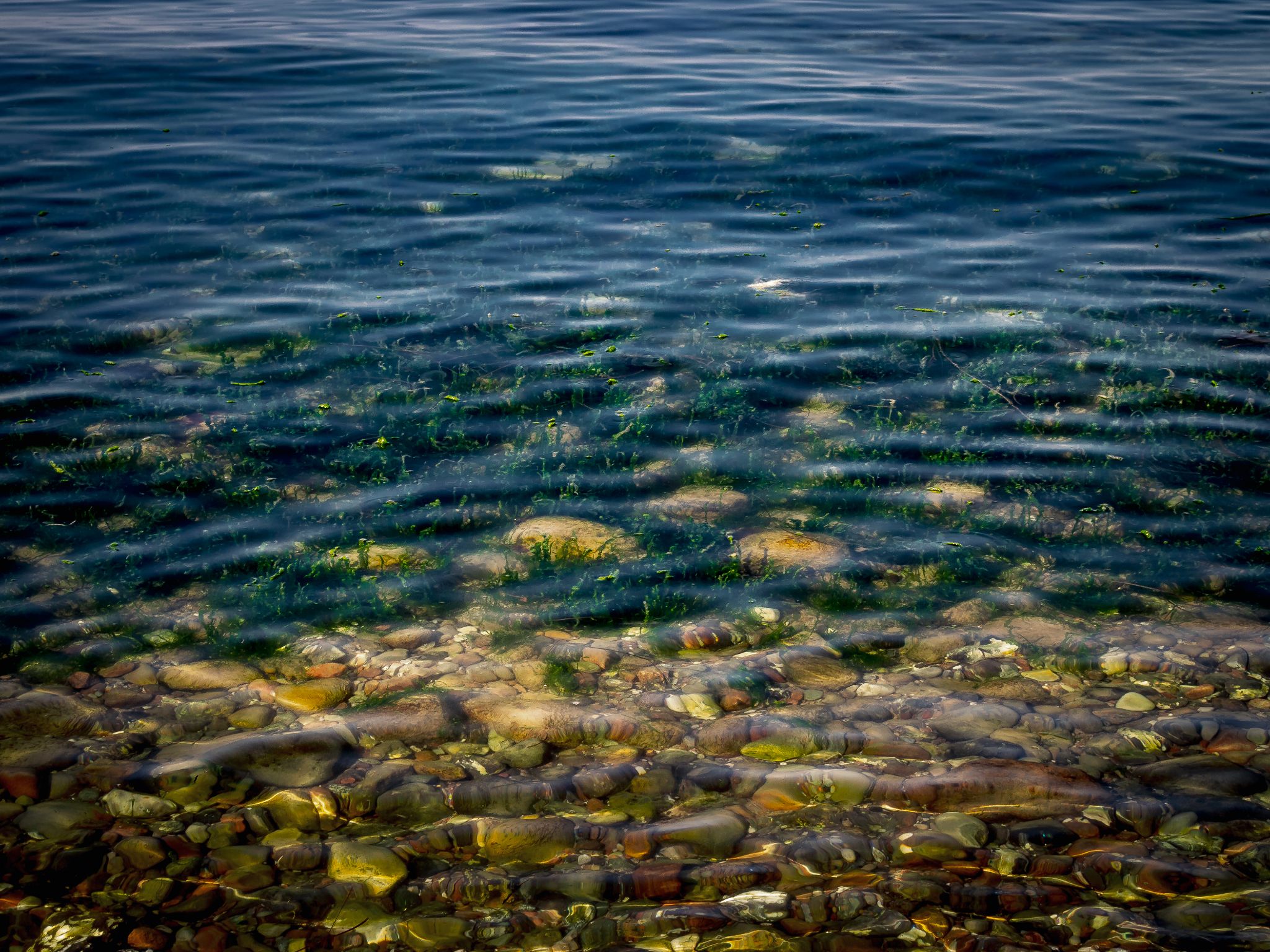 Steine und Algen am Ostseestrand