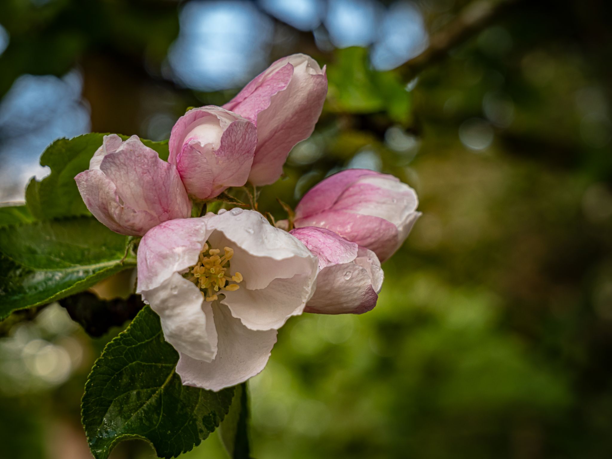 Apfelblüte nach Abendregen