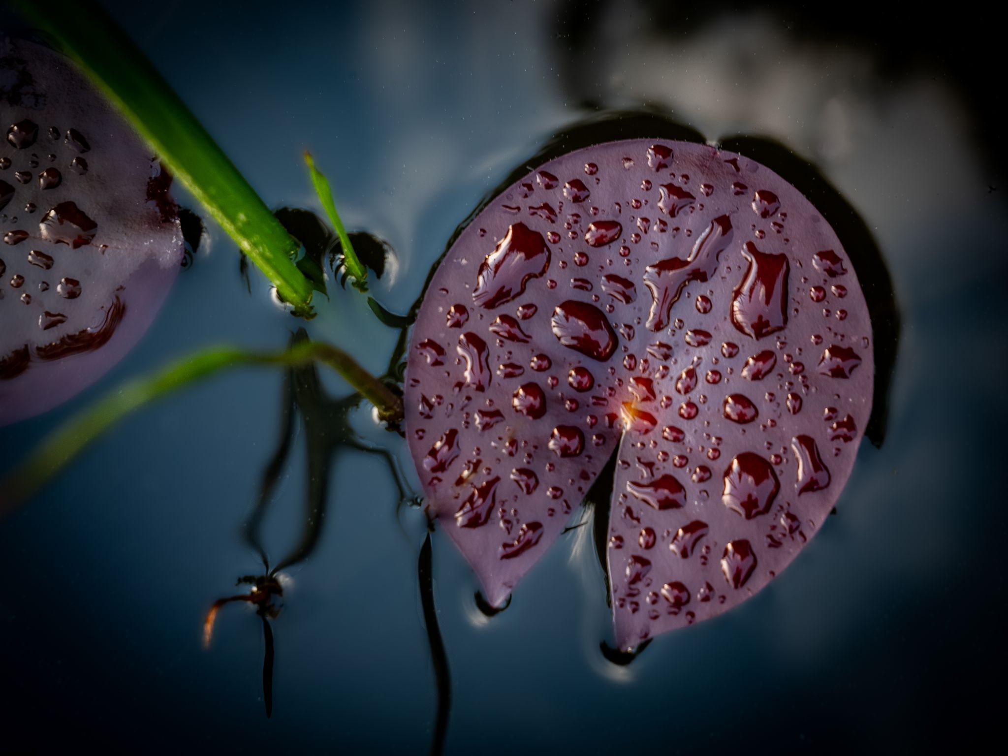 Seerosenblatt nach Abendregen