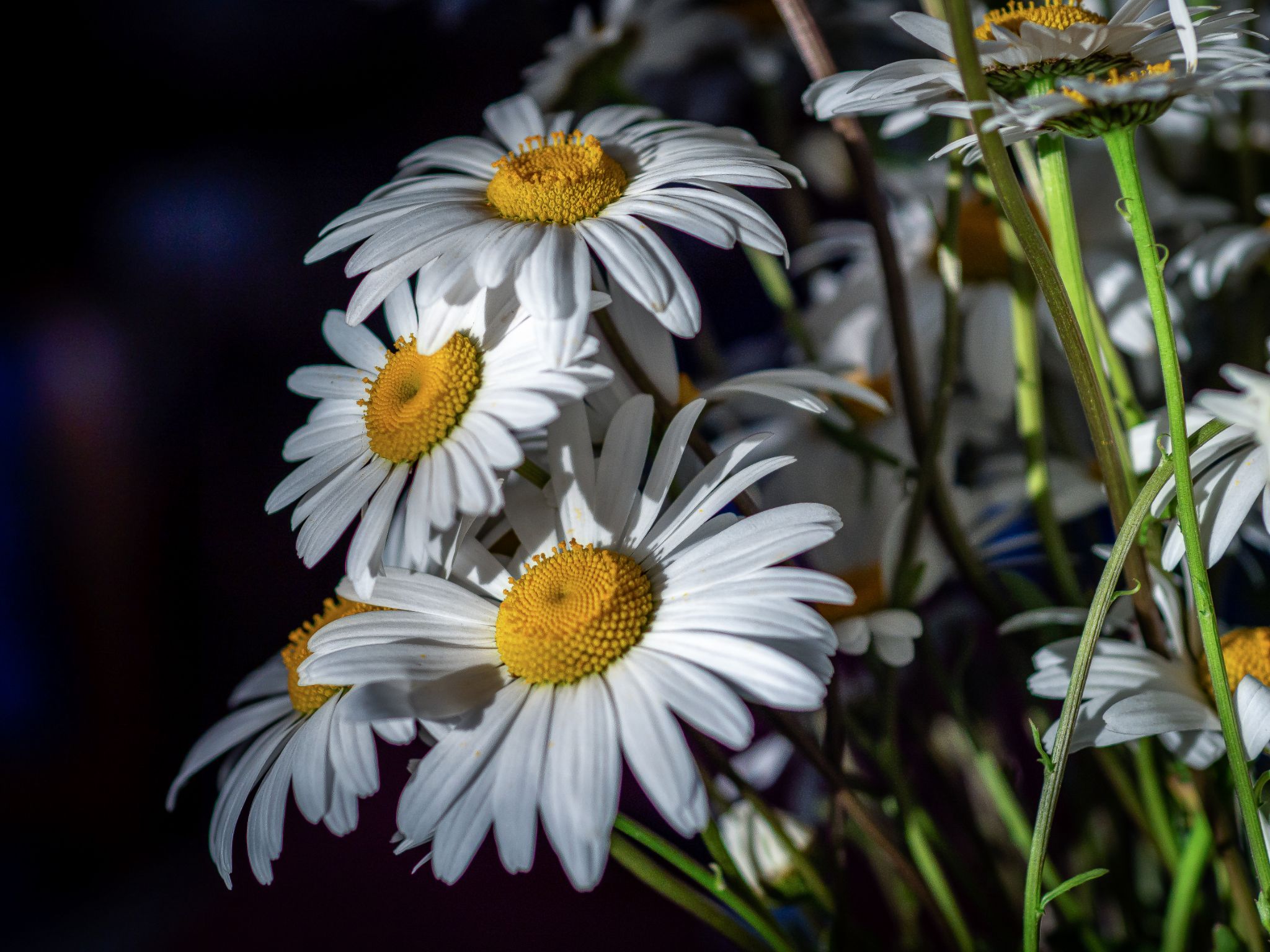 Margeritenstrauß im Abendlicht