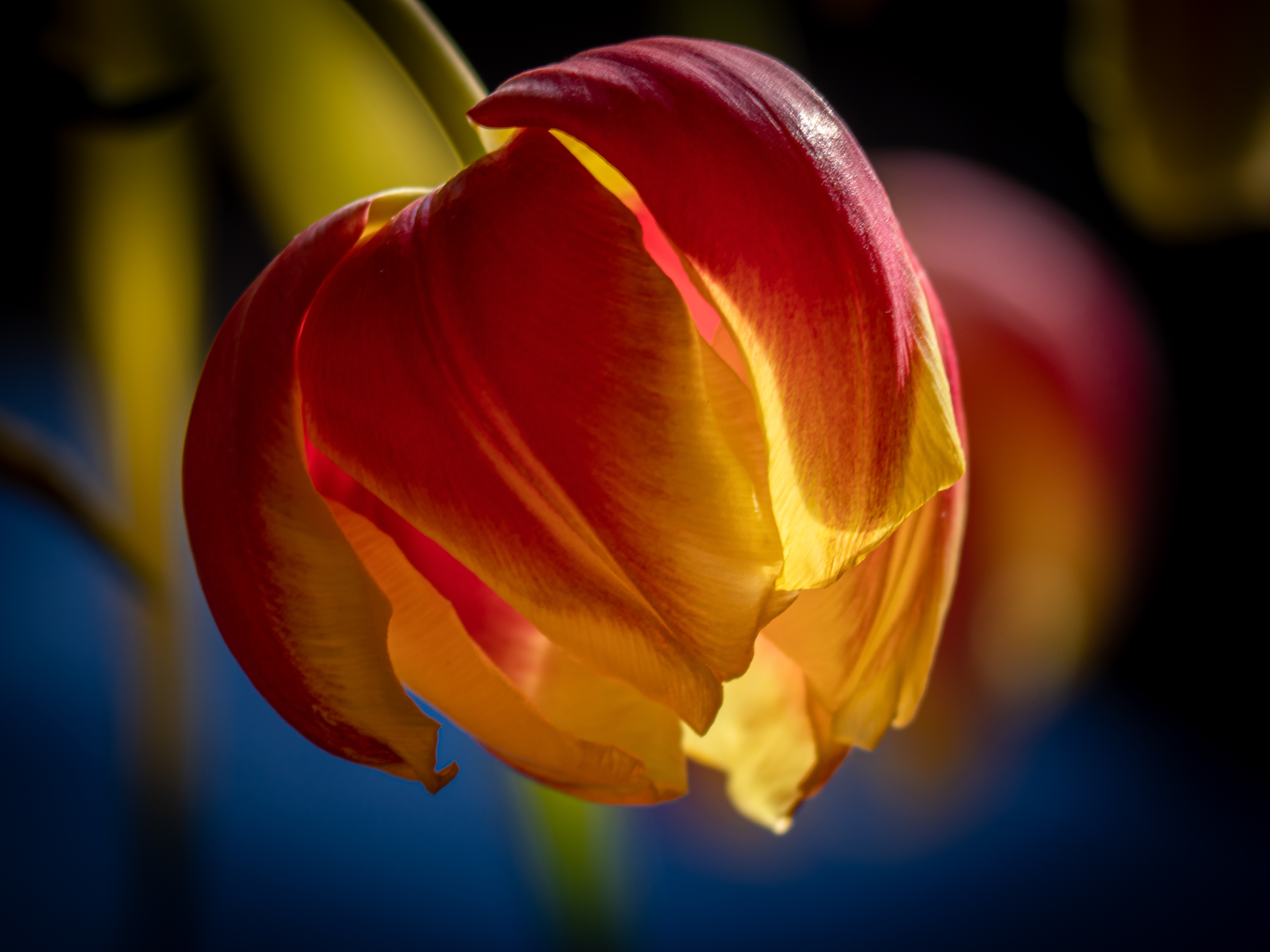 Tulpenblüte