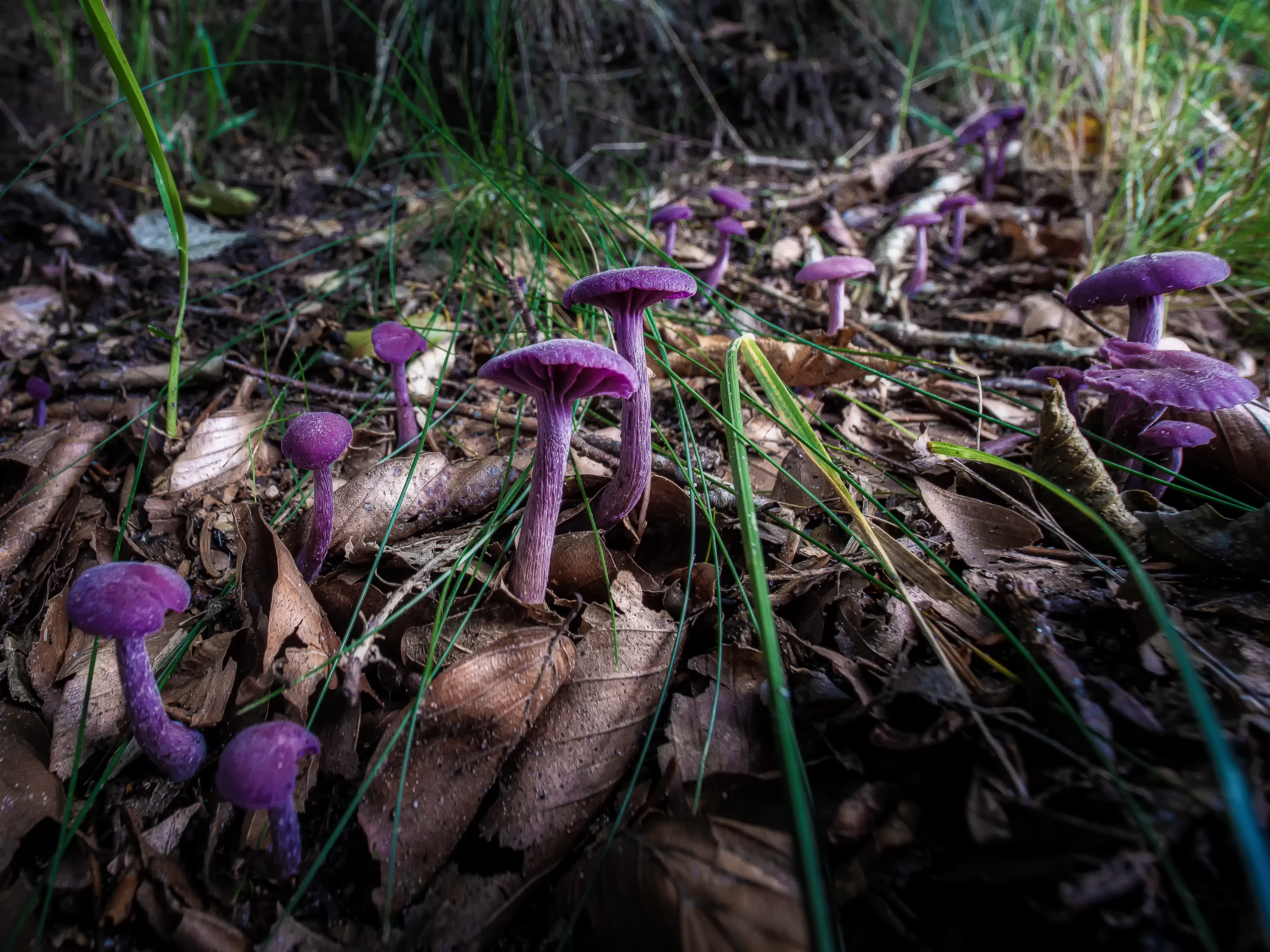 violetter Lacktrichterling