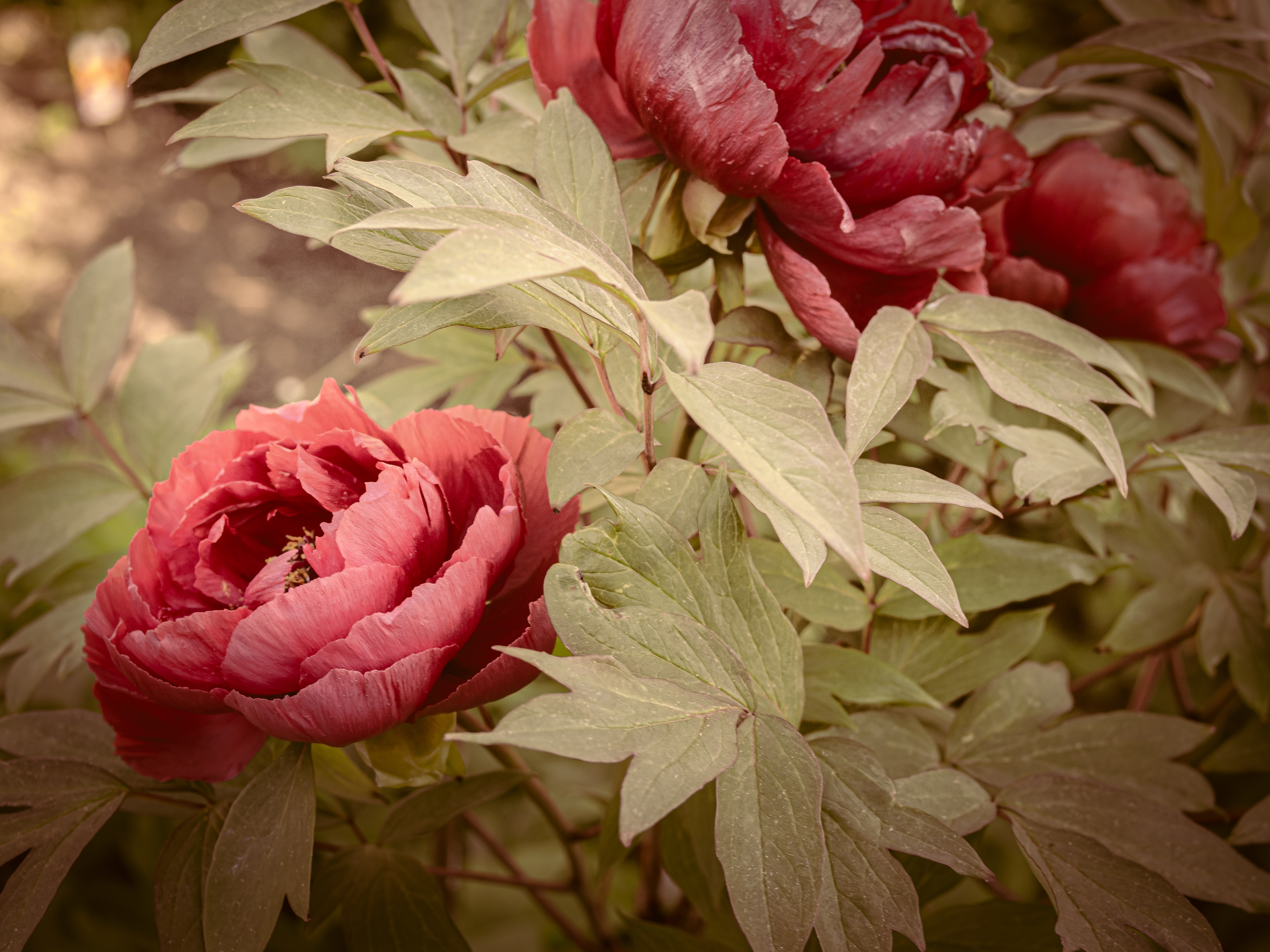 Strauchpäonien im Vintagelook