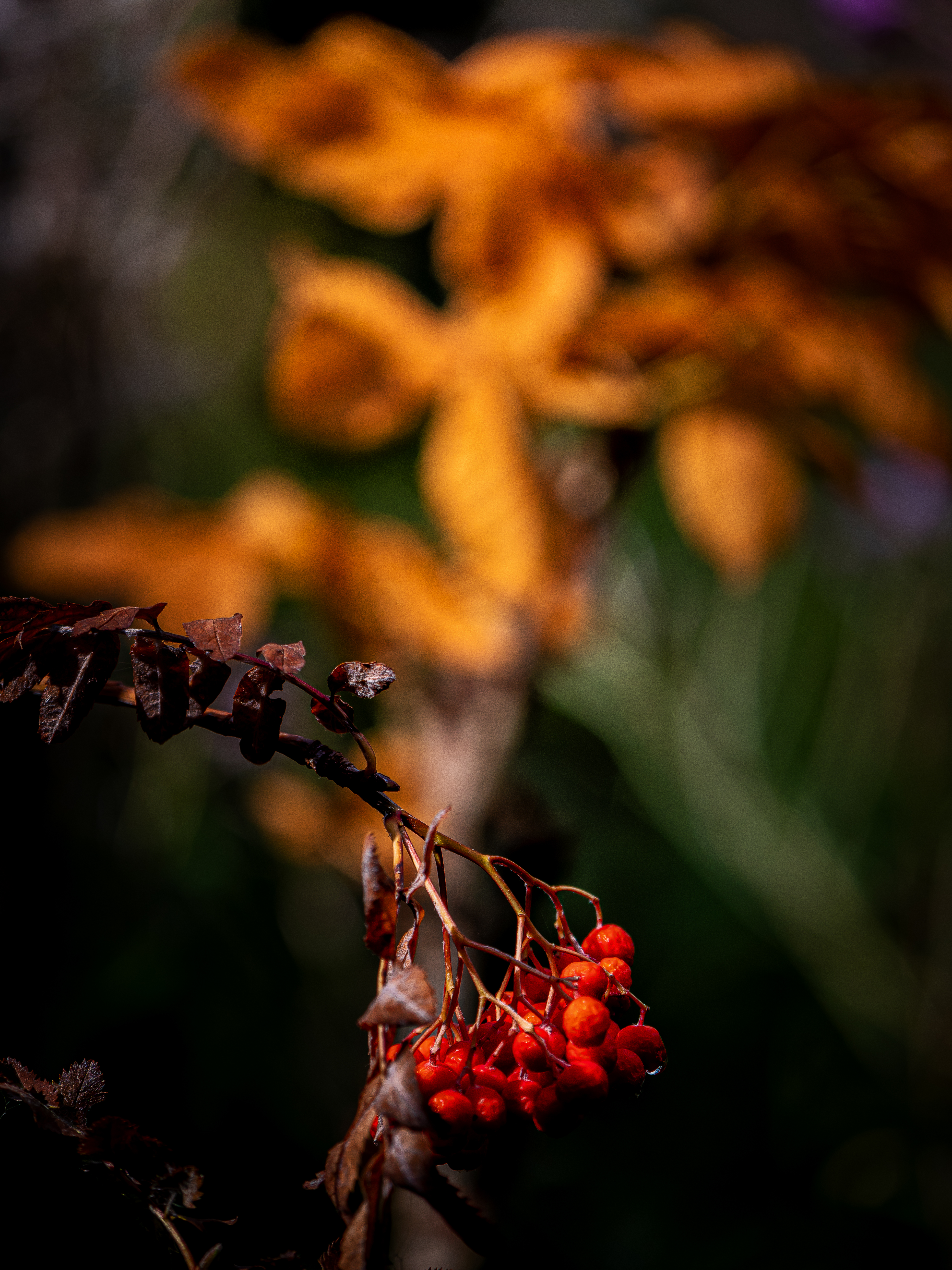 abendliche Herbstfarben