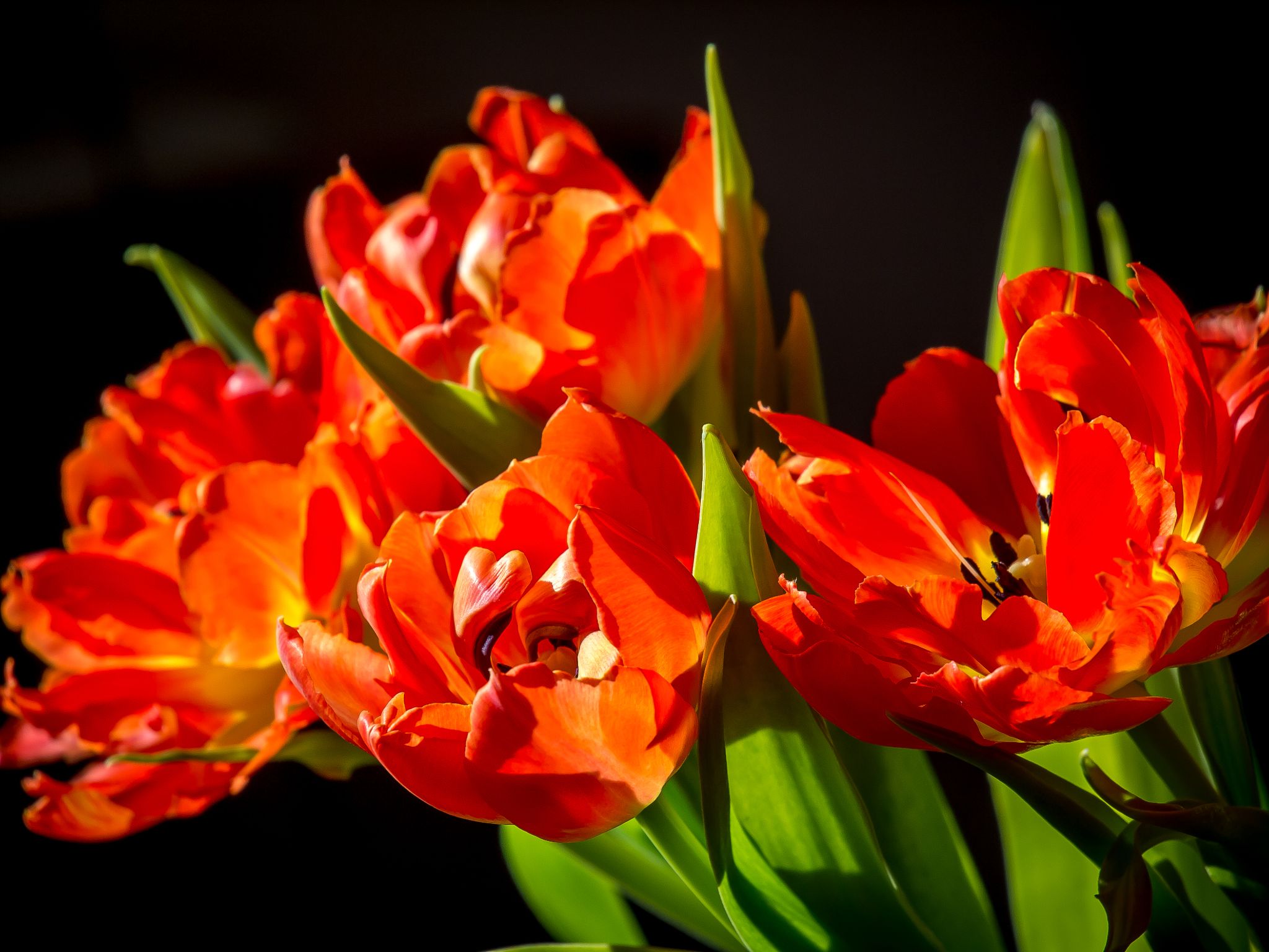 Tulpen im Gegenlicht