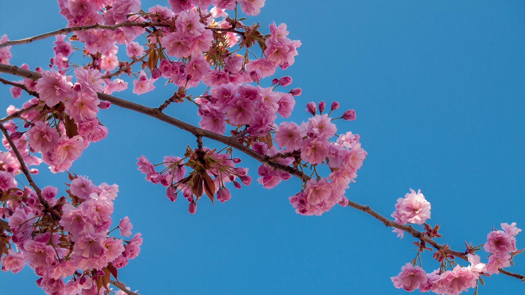 Kirschblüte vor Blau