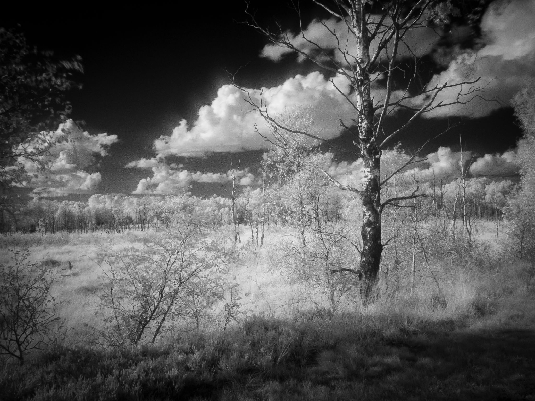 Im Dosenmoor bei Neumünster III