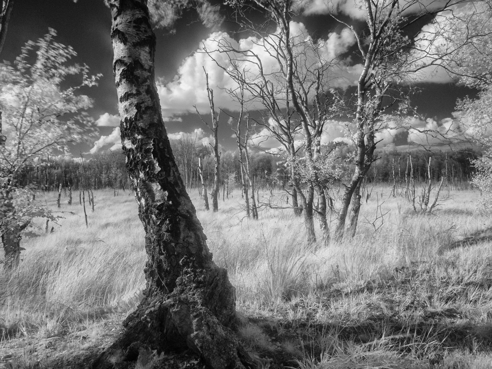 Im Dosenmor bei Neumünster II