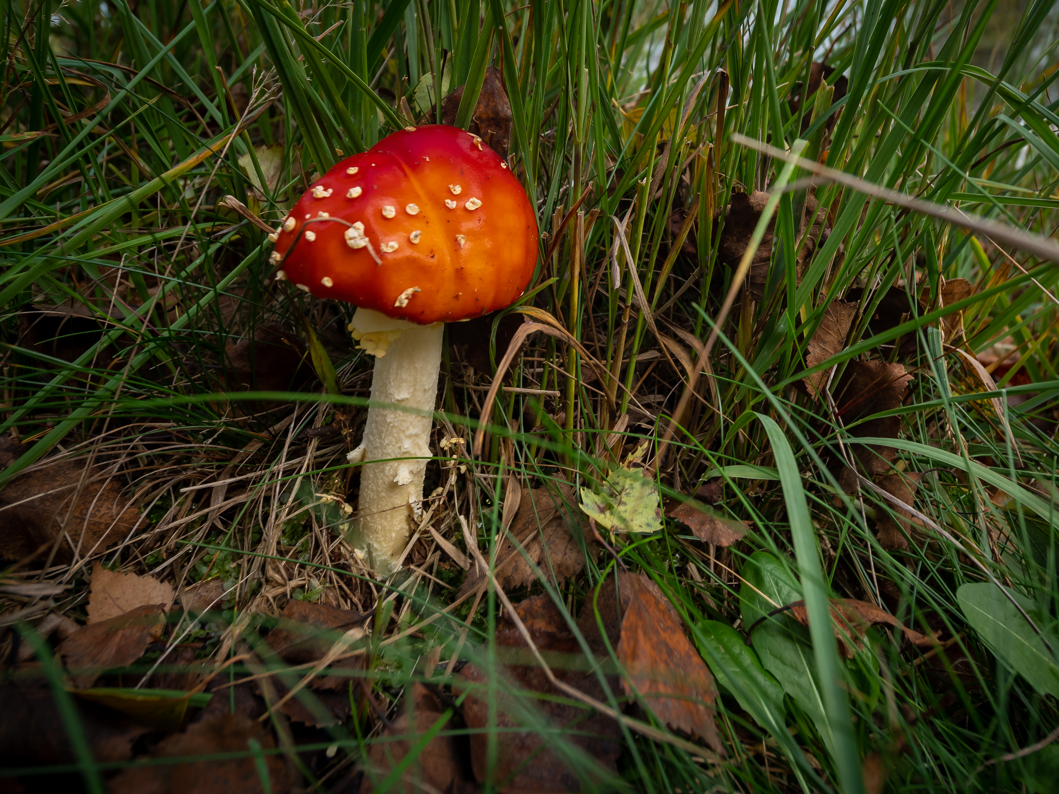 Fliegenpilz im Dosenmoor
