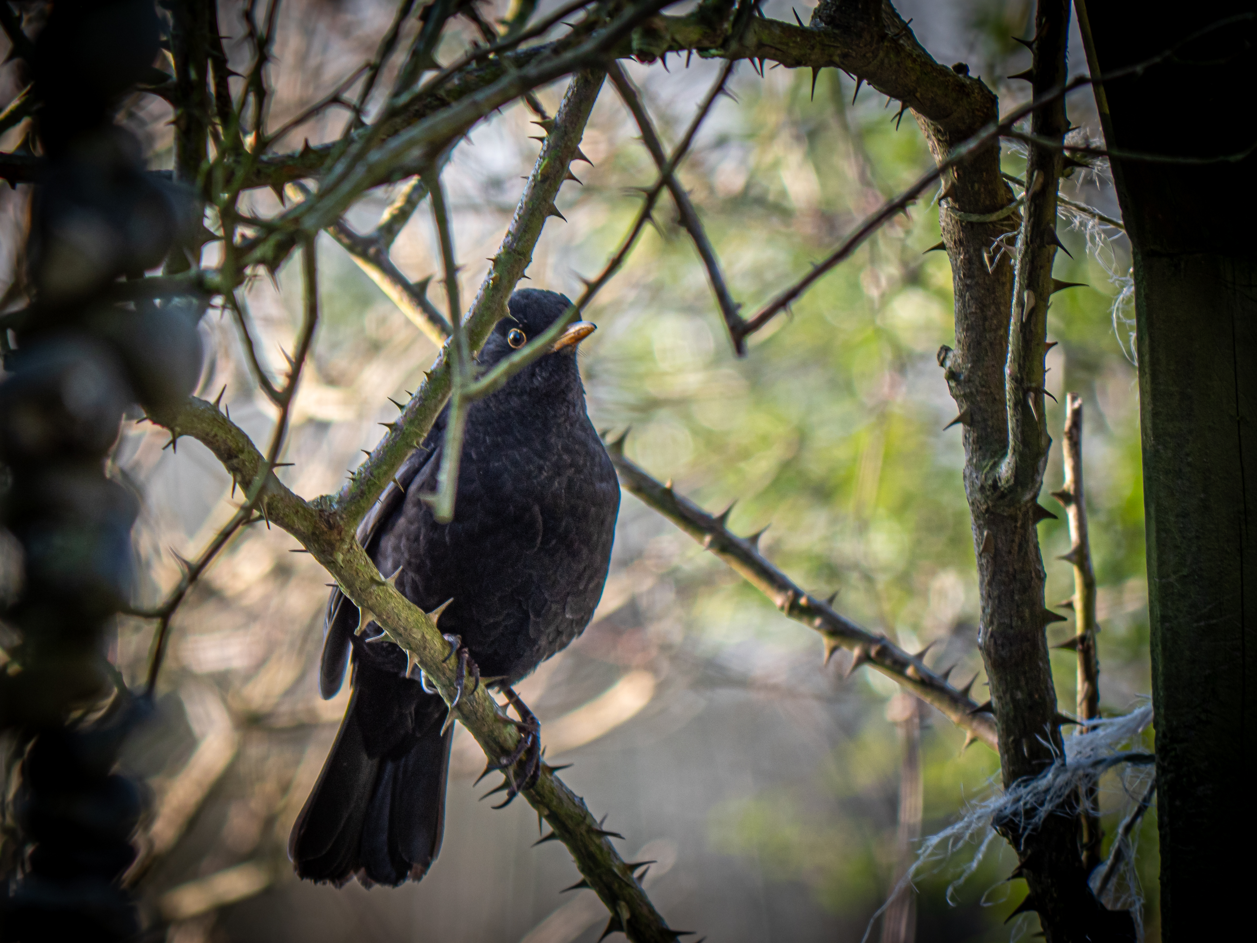 Winterfütterung der Vögel