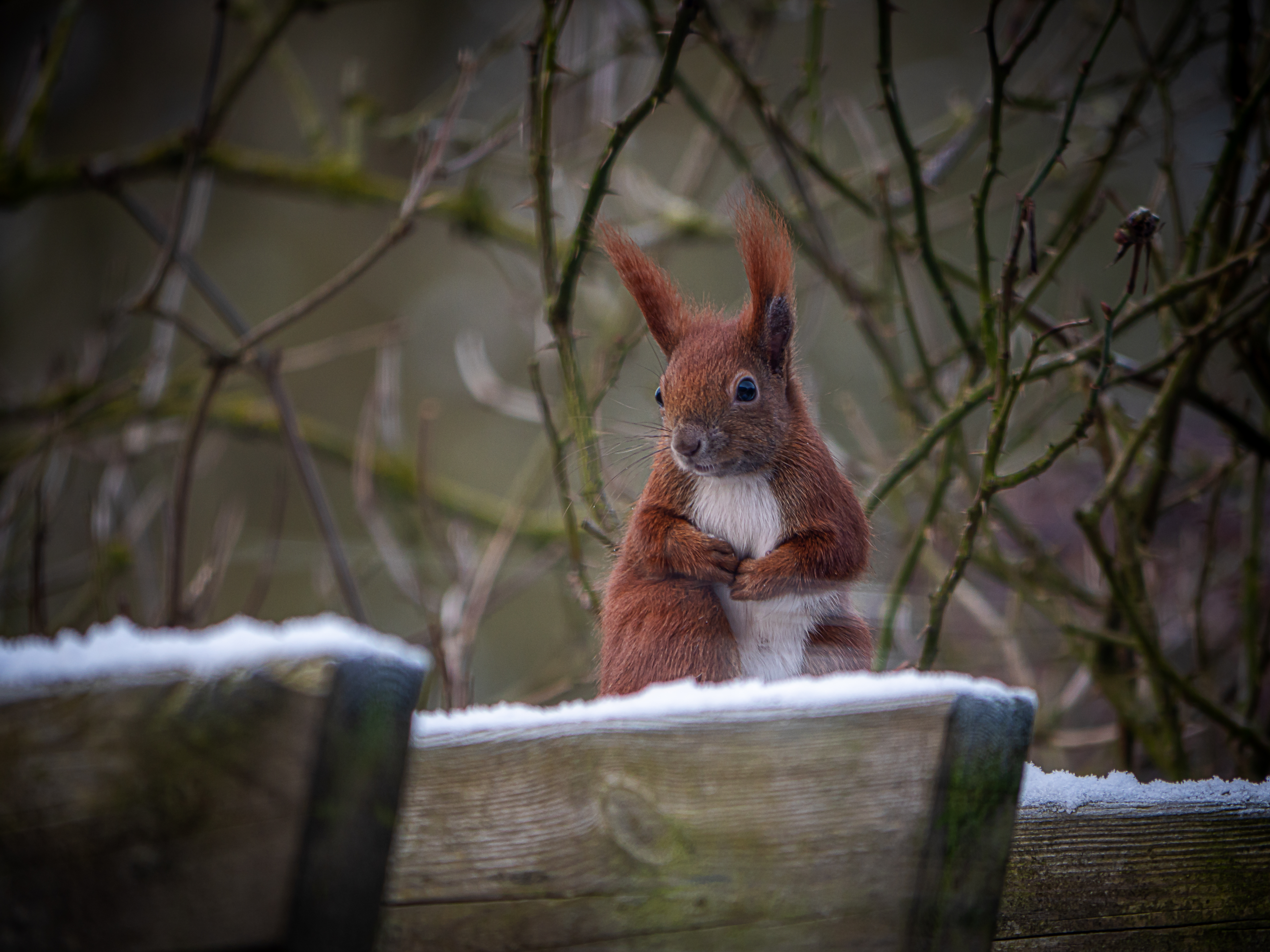 Eichhörnchen in Wartestellung