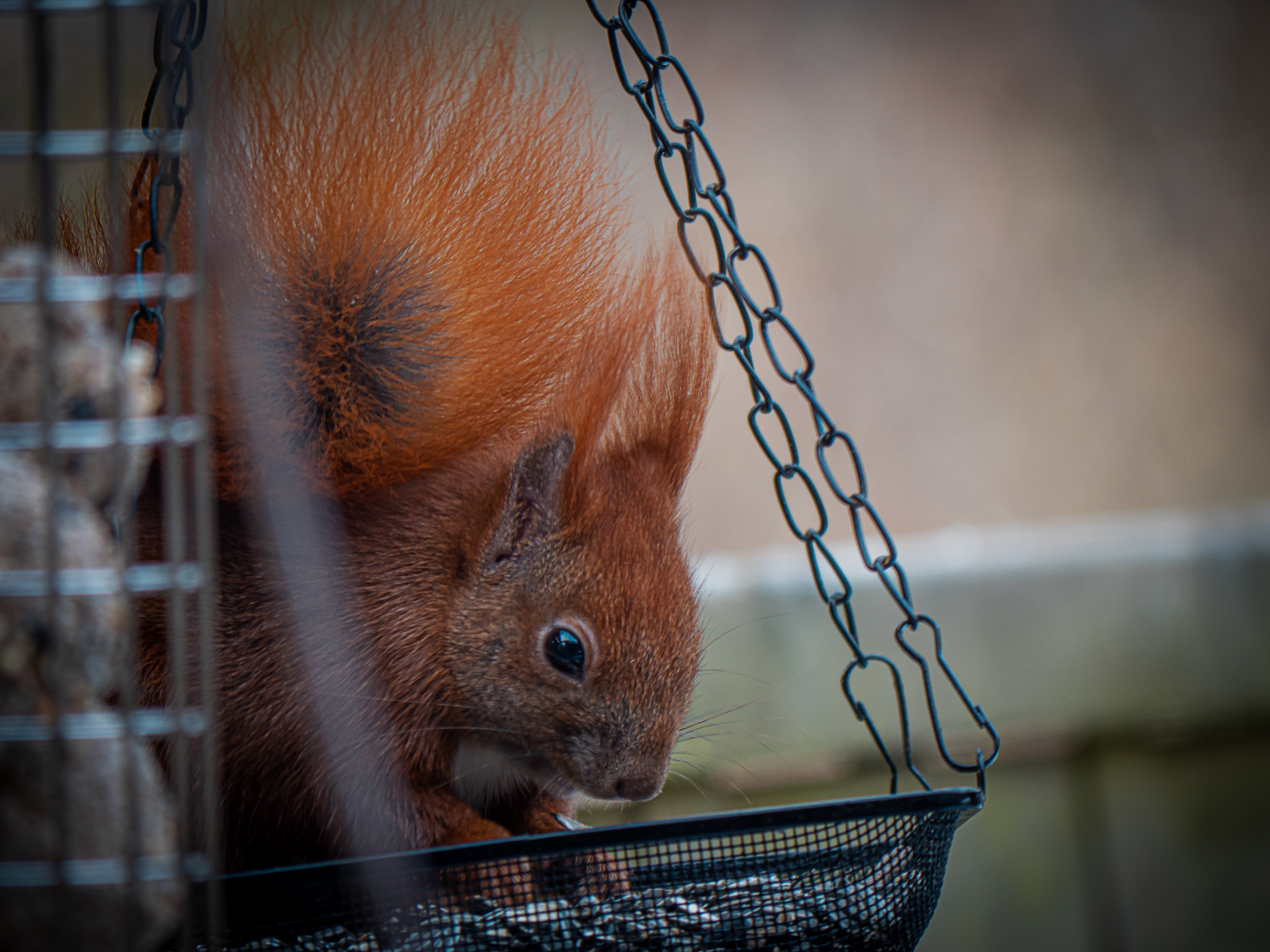 Eichhörnchen an der Futterstelle