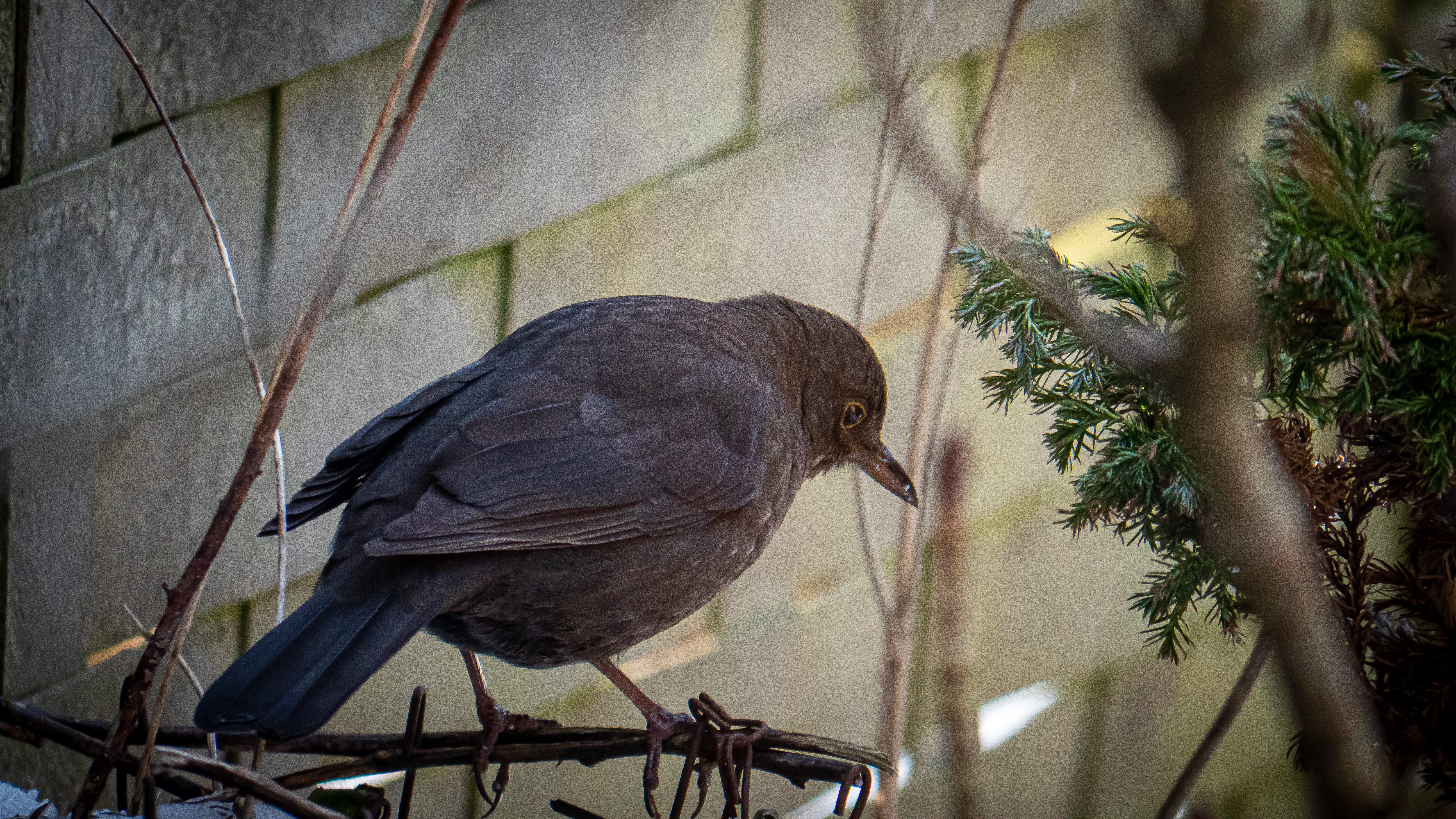 Winterfütterung der Vögel