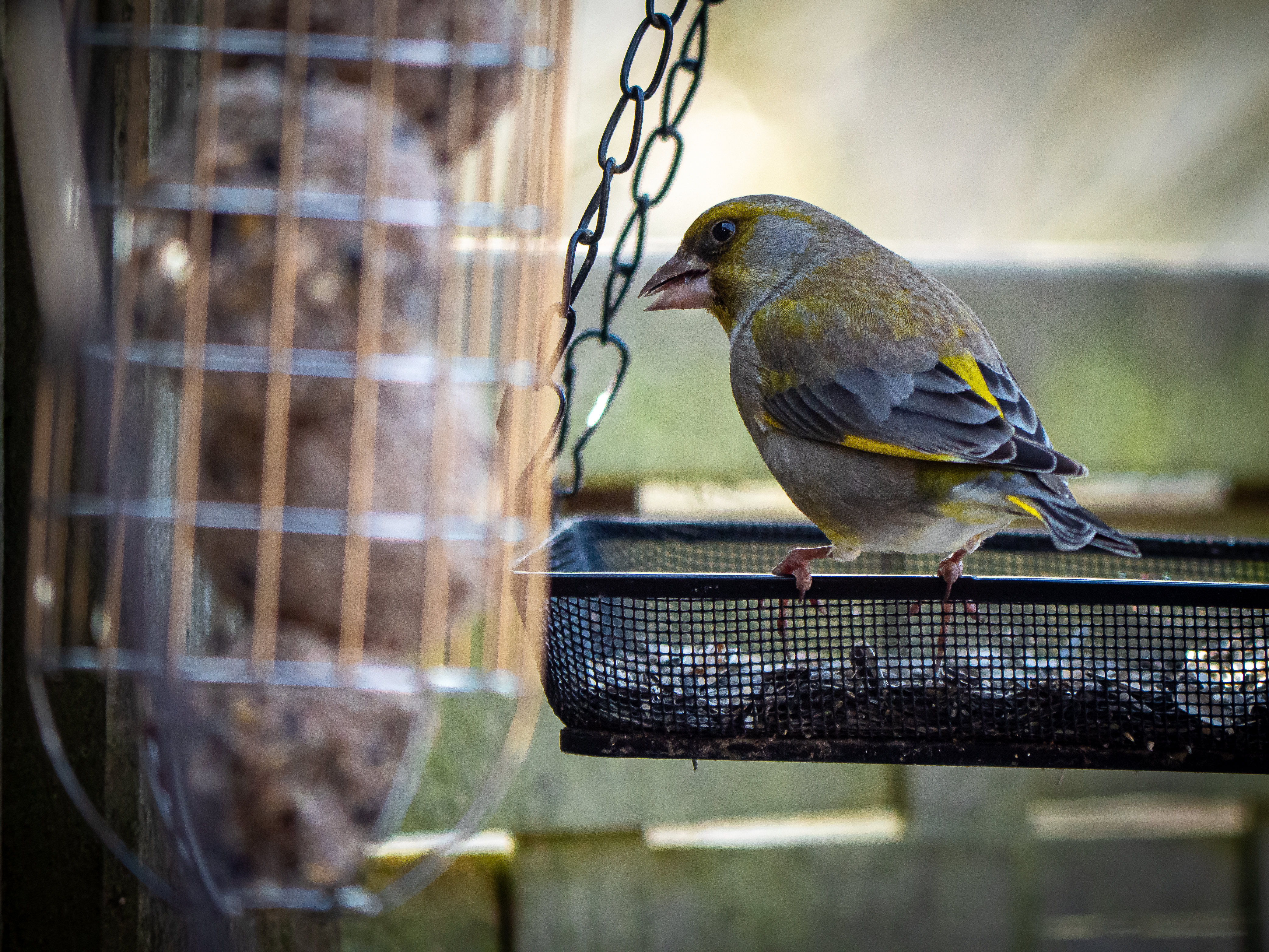 Winterfütterung der Vögel