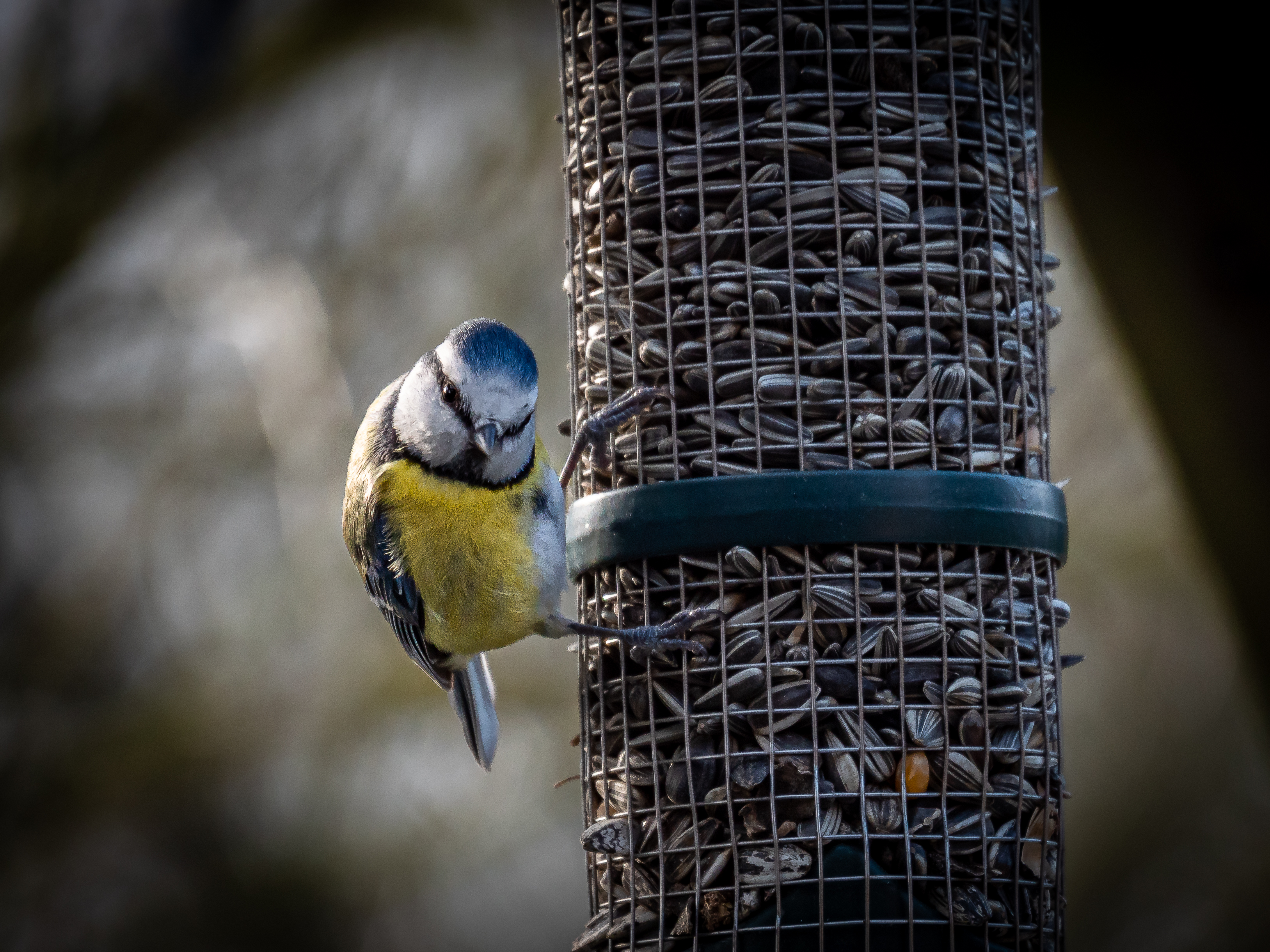 Winterfütterung der Vögel