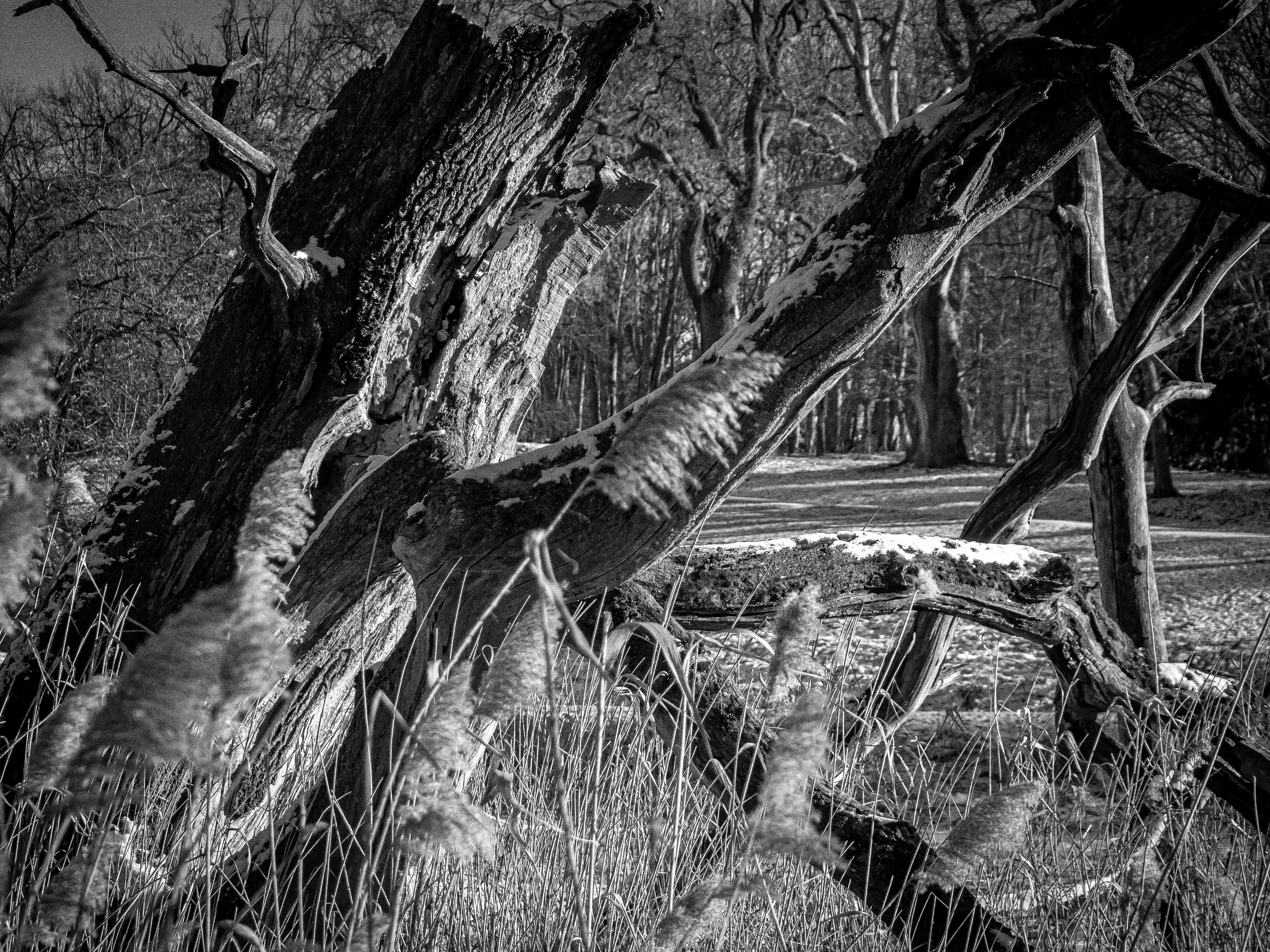Baumruine im Jenischpark