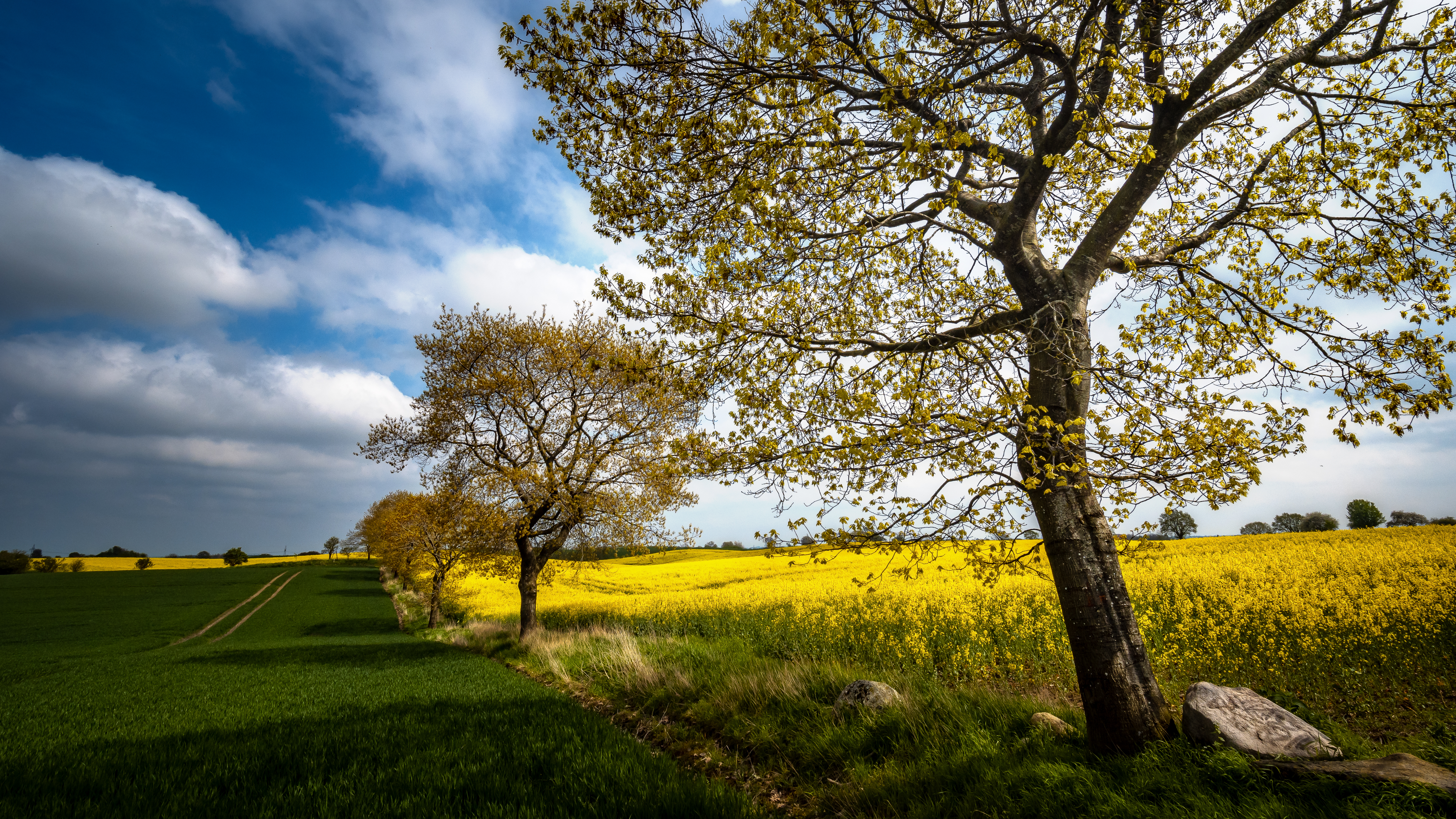 Rapsblüte bei Warnau