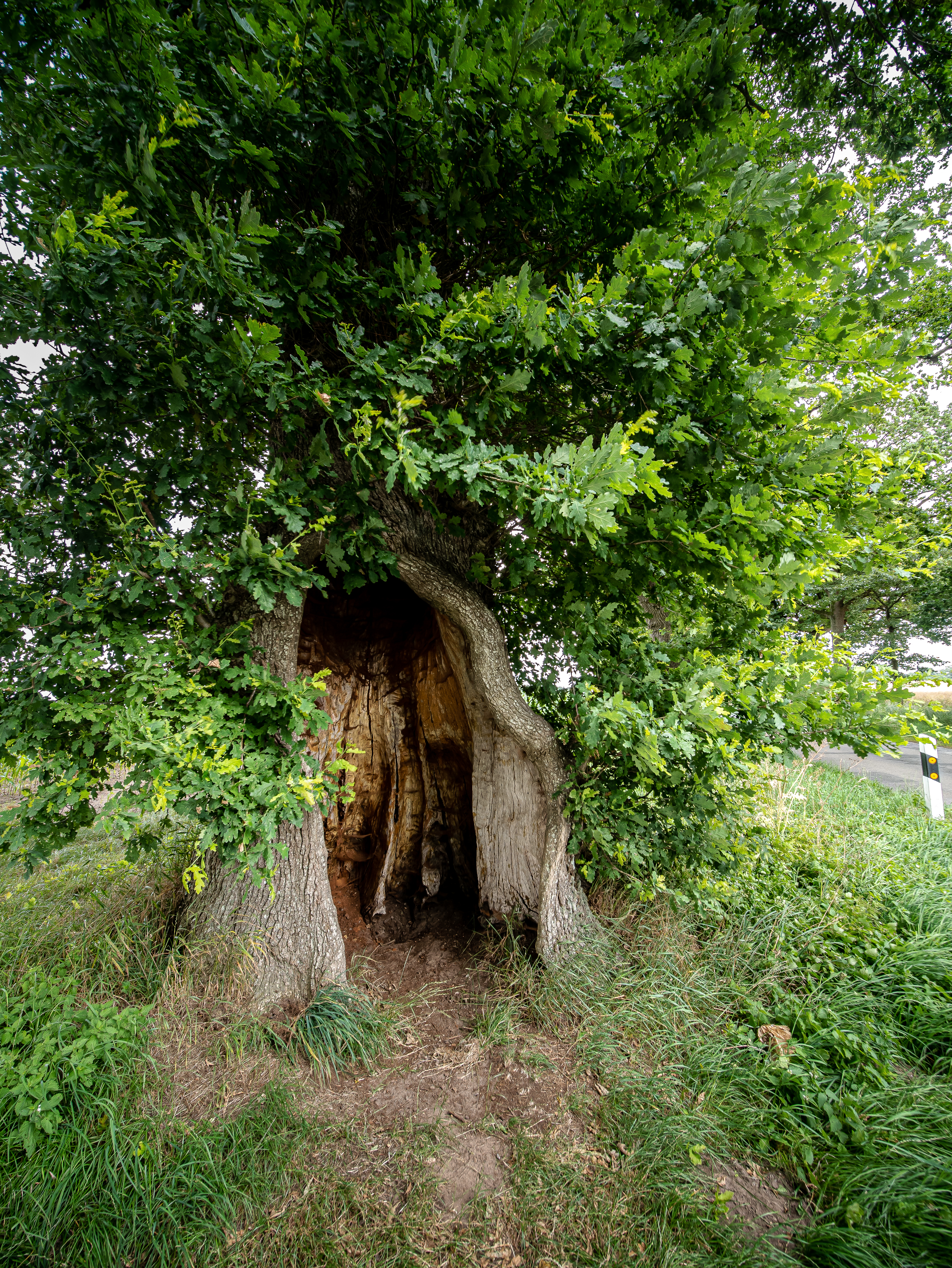 Alte Eichenallee bei Wankendorf