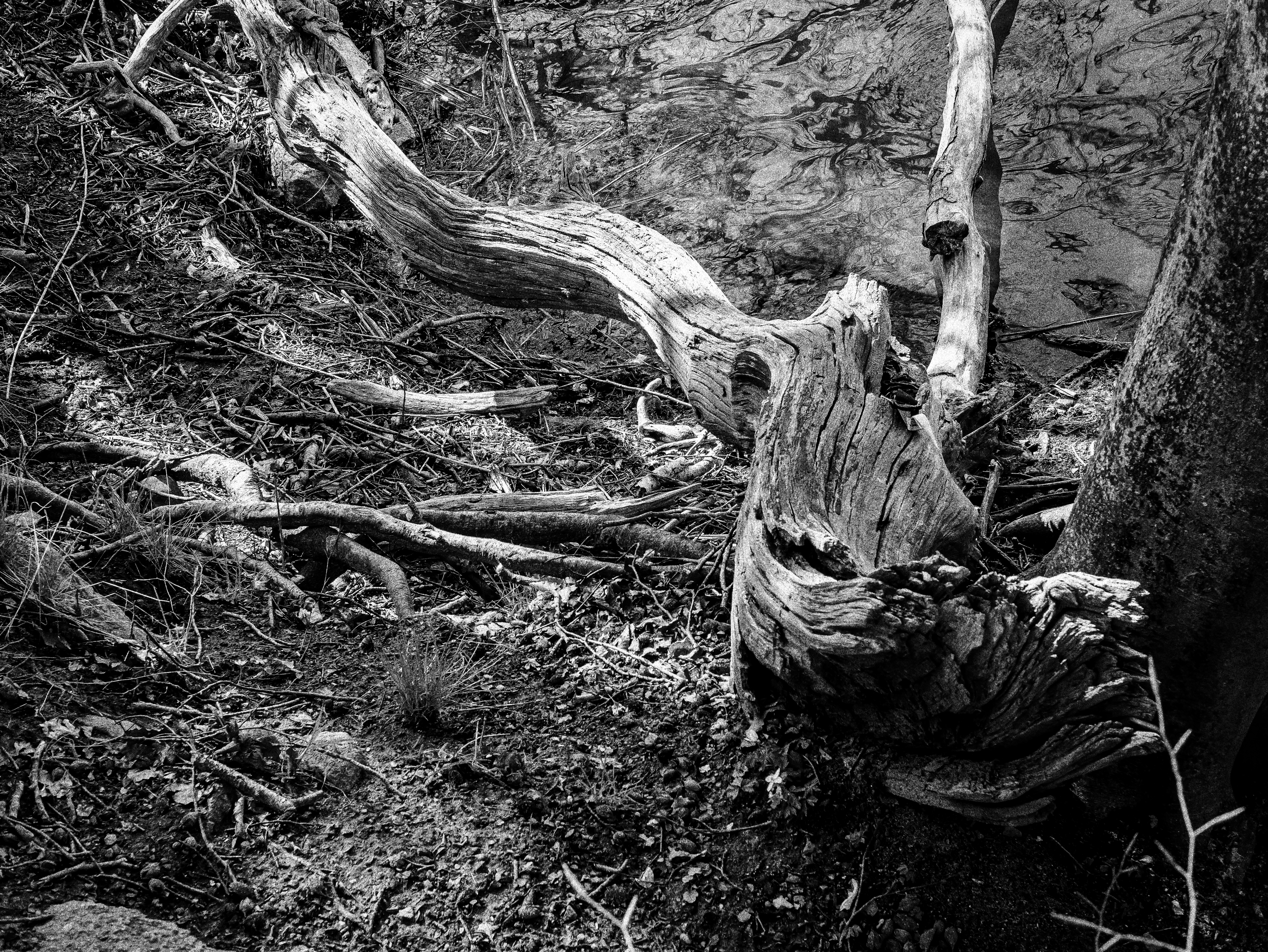 Am Ufer des Bothkamper Sees II