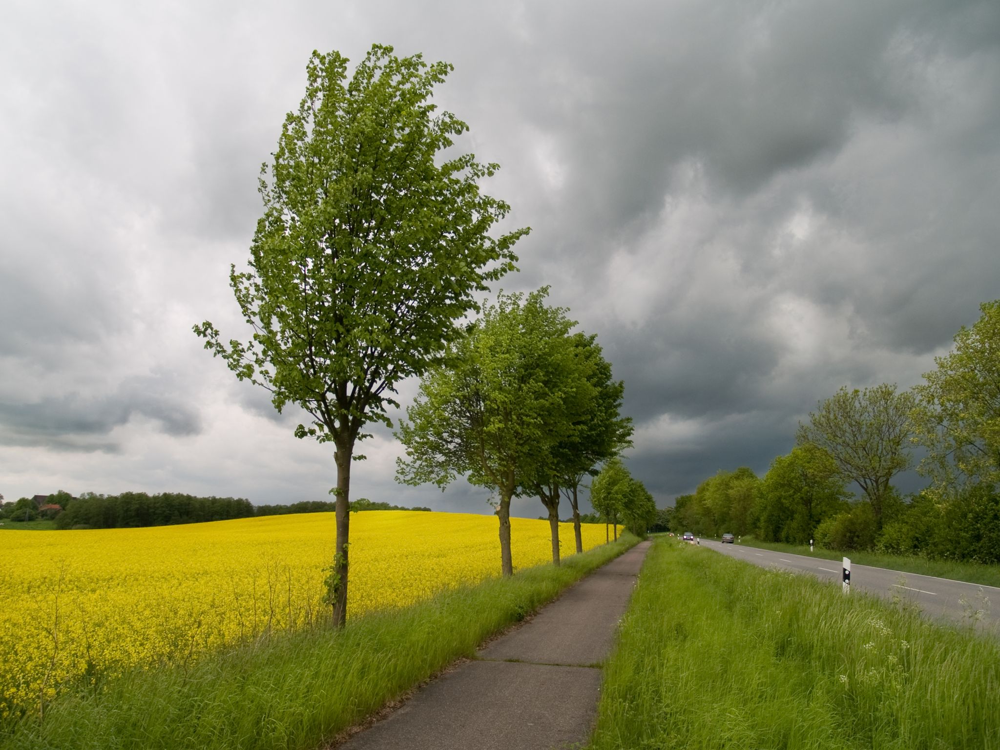 Gewitter über Rapsfeld