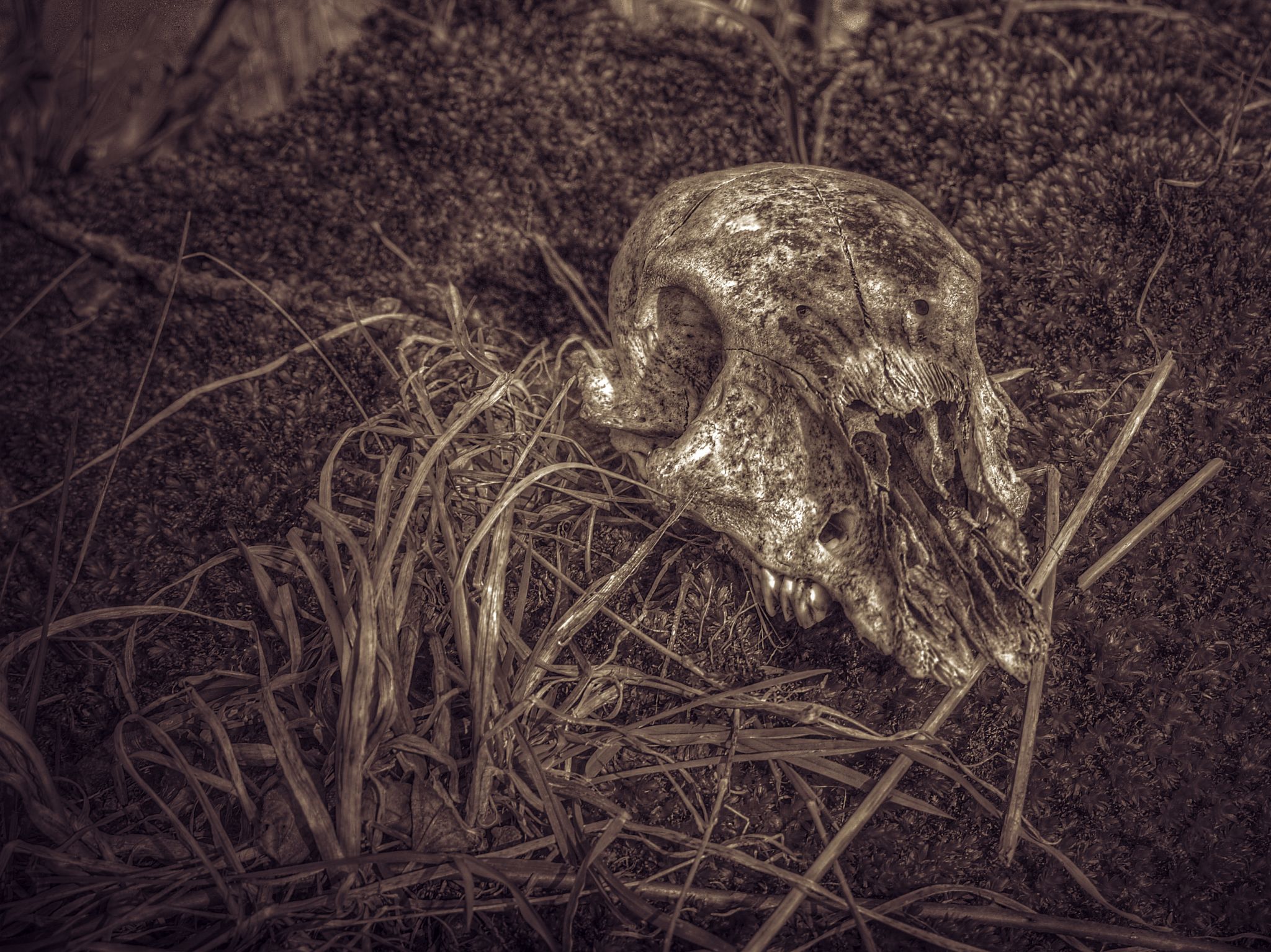 Rehschädel auf Moos