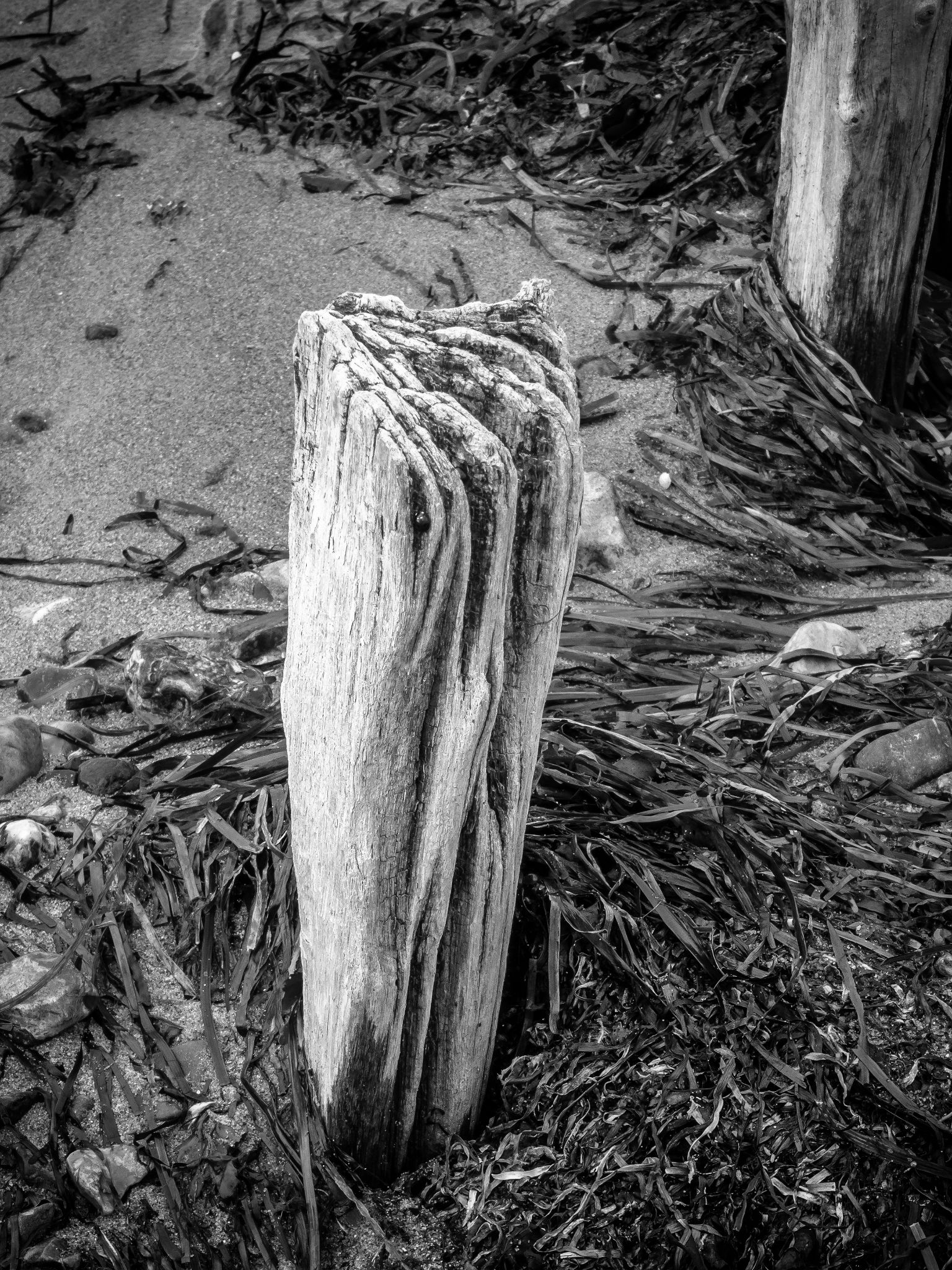 verwitterte Pfähle III