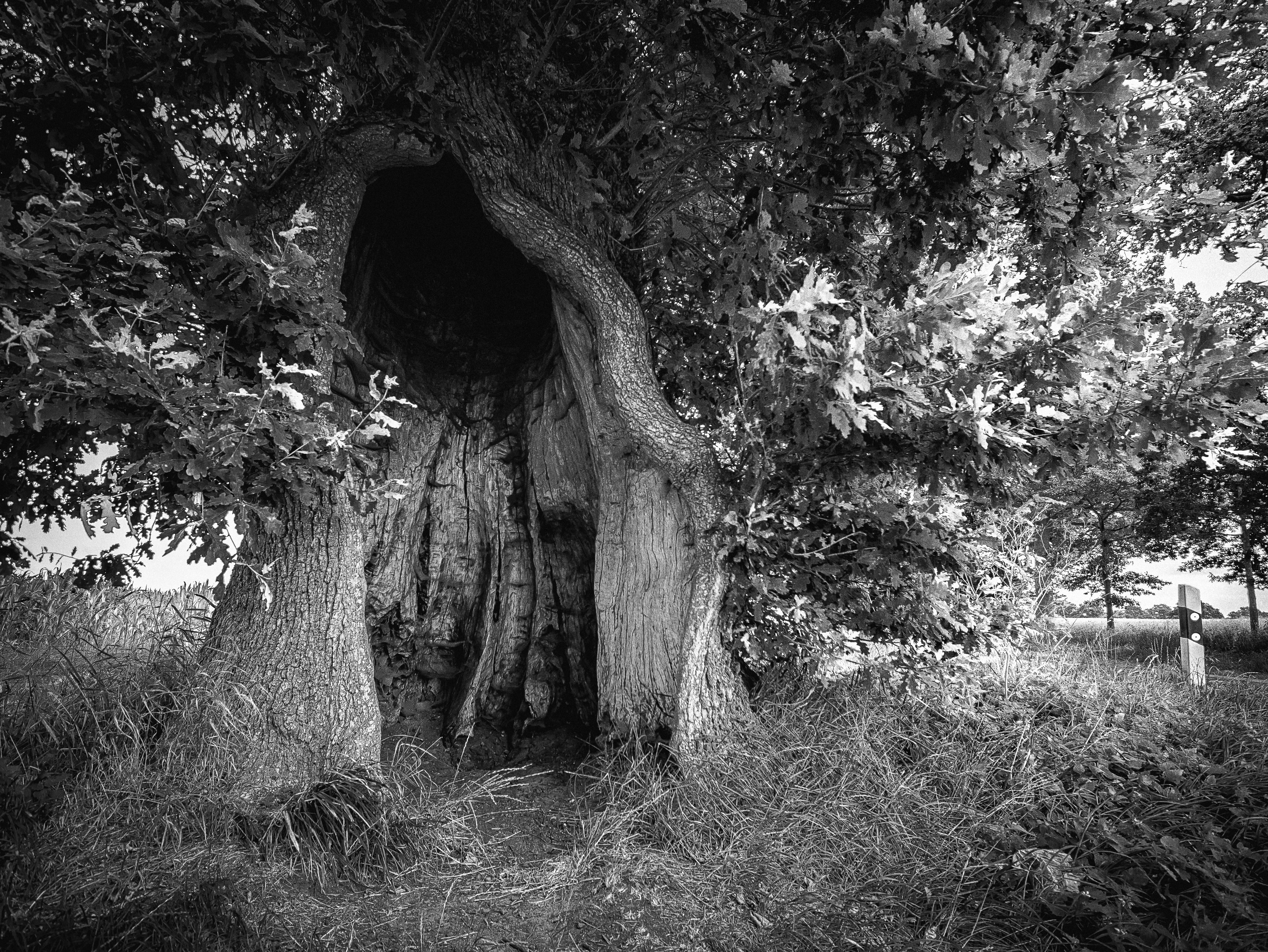Hohle Eiche