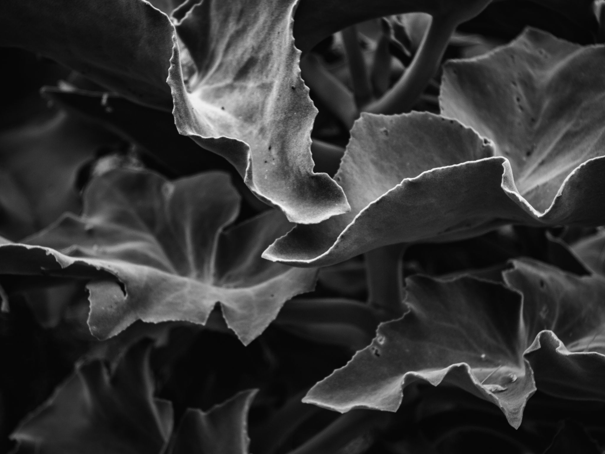 Gewächshaus im Botanischen Garten Kiel